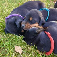 Aqua, a female Doberman Pinscher for sale in Cheney, WA – 3 of 6