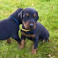 Yellow, a female Doberman Pinscher for sale in Cheney, WA – 1 of 9
