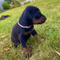 Pink, a female Doberman Pinscher for sale in Cheney, WA – 5 of 6