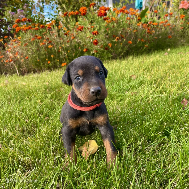 red – Doberman Pinscher puppy for sale in Cheney, WA