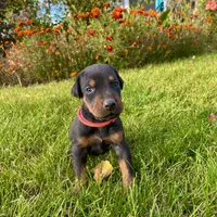 red, a male Doberman Pinscher for sale in Cheney, WA – 1 of 5