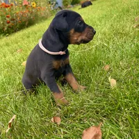Pink, a female Doberman Pinscher for sale in Cheney, WA – 6 of 6