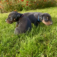Blue, a male Doberman Pinscher for sale in Cheney, WA – 7 of 8