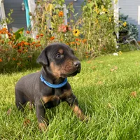 Blue, a male Doberman Pinscher for sale in Cheney, WA – 4 of 8