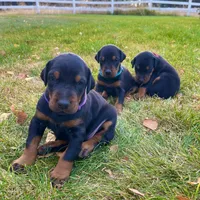 Purple, a female Doberman Pinscher for sale in Cheney, WA – 3 of 10