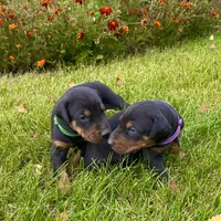 Purple, a female Doberman Pinscher for sale in Cheney, WA – 9 of 10