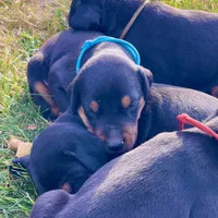 Aqua, a female Doberman Pinscher for sale in Cheney, WA – 5 of 6