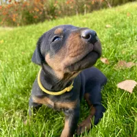 Yellow, a female Doberman Pinscher for sale in Cheney, WA – 3 of 9