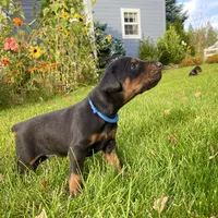 Blue, a male Doberman Pinscher for sale in Cheney, WA – 5 of 8