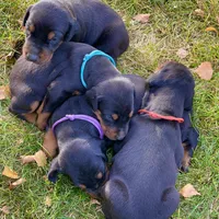 Purple, a female Doberman Pinscher for sale in Cheney, WA – 6 of 10