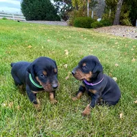 Purple, a female Doberman Pinscher for sale in Cheney, WA – 7 of 10