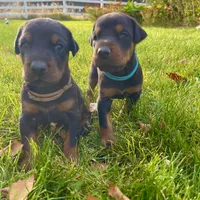 Aqua, a female Doberman Pinscher for sale in Cheney, WA – 6 of 6