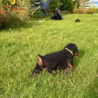 Yellow, a female Doberman Pinscher for sale in Cheney, WA – 7 of 9