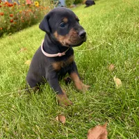 Pink, a female Doberman Pinscher for sale in Cheney, WA – 4 of 6