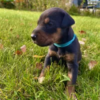 Aqua, a female Doberman Pinscher for sale in Cheney, WA – 2 of 6