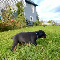 Blue, a male Doberman Pinscher for sale in Cheney, WA – 3 of 8