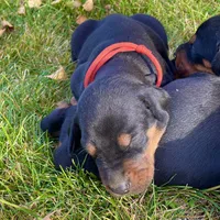 red, a male Doberman Pinscher for sale in Cheney, WA – 4 of 5