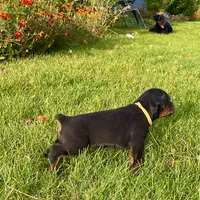 Yellow, a female Doberman Pinscher for sale in Cheney, WA – 9 of 9