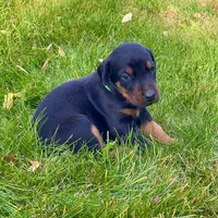 Green, a male Doberman Pinscher for sale in Cheney, WA – 5 of 9