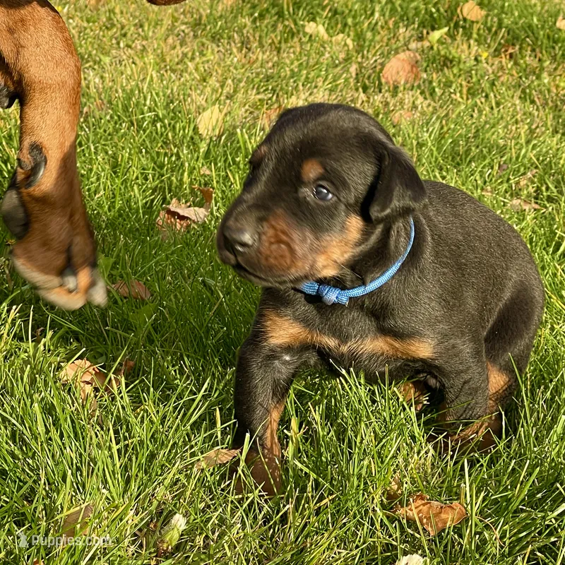 Blue – Doberman Pinscher puppy for sale in Cheney, WA