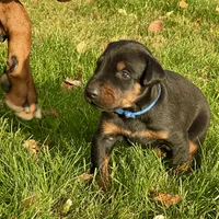 Blue, a male Doberman Pinscher for sale in Cheney, WA – 1 of 8