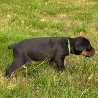 Green, a male Doberman Pinscher for sale in Cheney, WA – 4 of 9