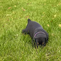 Purple, a female Doberman Pinscher for sale in Cheney, WA – 4 of 10