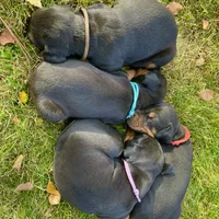 Brown, a male Doberman Pinscher for sale in Cheney, WA – 5 of 5