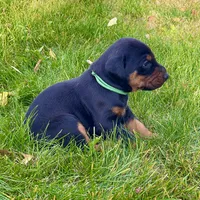 Green, a male Doberman Pinscher for sale in Cheney, WA – 6 of 9