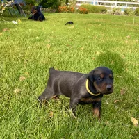 Yellow, a female Doberman Pinscher for sale in Cheney, WA – 8 of 9