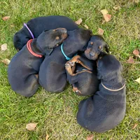 Purple, a female Doberman Pinscher for sale in Cheney, WA – 5 of 10