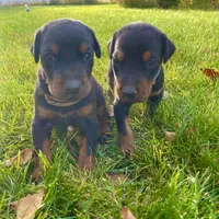 Brown, a male Doberman Pinscher for sale in Cheney, WA – 4 of 5