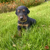 Yellow, a female Doberman Pinscher for sale in Cheney, WA – 6 of 9