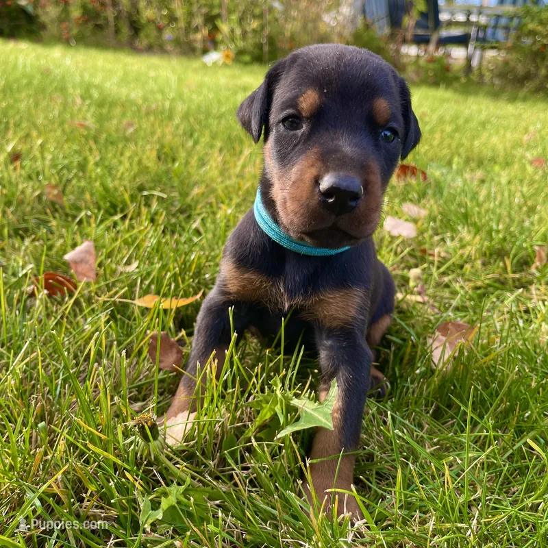 Aqua – Doberman Pinscher puppy for sale in Cheney, WA
