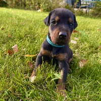 Aqua, a female Doberman Pinscher for sale in Cheney, WA – 1 of 6
