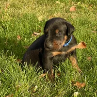 Blue, a male Doberman Pinscher for sale in Cheney, WA – 8 of 8