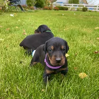 Purple, a female Doberman Pinscher for sale in Cheney, WA – 8 of 10