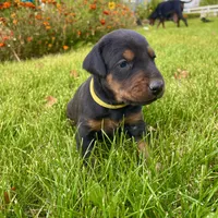 Yellow, a female Doberman Pinscher for sale in Cheney, WA – 5 of 9