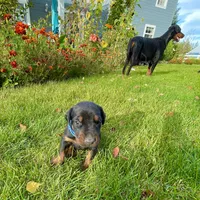 Blue, a male Doberman Pinscher for sale in Cheney, WA – 6 of 8