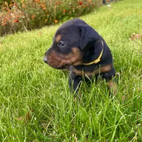 Yellow, a female Doberman Pinscher for sale in Cheney, WA – 4 of 9