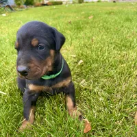 Green, a male Doberman Pinscher for sale in Cheney, WA – 8 of 9