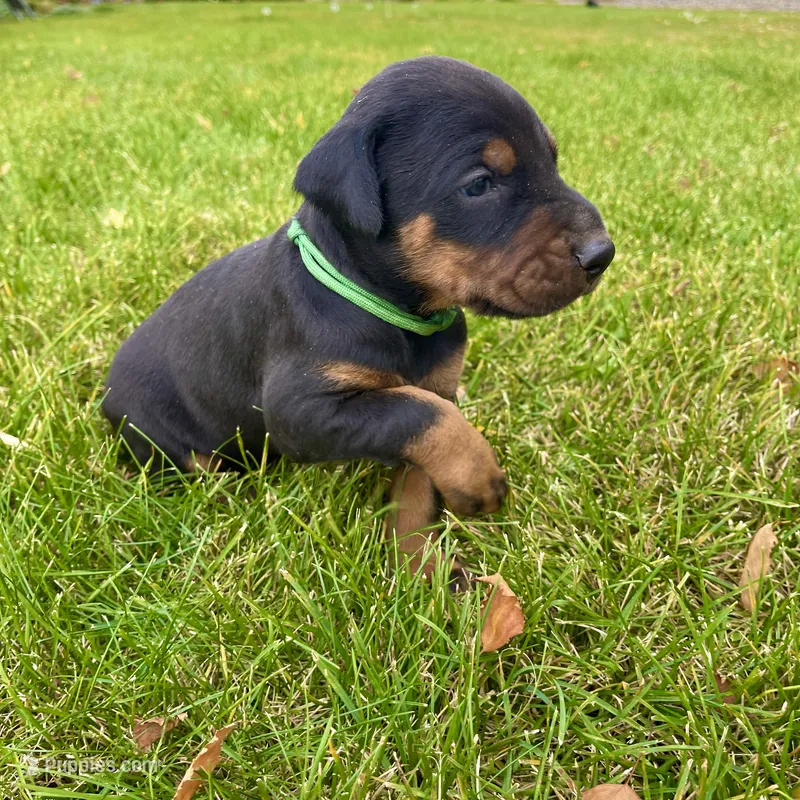 Green – Doberman Pinscher puppy for sale in Cheney, WA