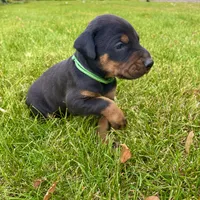 Green, a male Doberman Pinscher for sale in Cheney, WA – 1 of 9