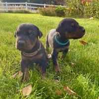 Brown, a male Doberman Pinscher for sale in Cheney, WA – 3 of 5