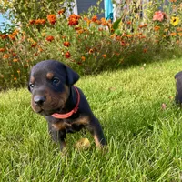 red, a male Doberman Pinscher for sale in Cheney, WA – 2 of 5