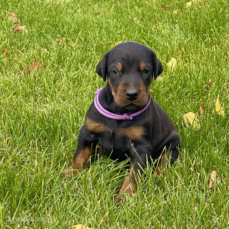 Purple – Doberman Pinscher puppy for sale in Cheney, WA