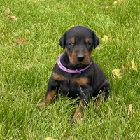 Purple, a female Doberman Pinscher for sale in Cheney, WA – 1 of 10