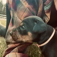 Pink, a female Doberman Pinscher for sale in Cheney, WA – 3 of 6