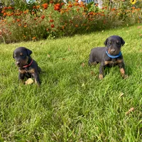 Blue, a male Doberman Pinscher for sale in Cheney, WA – 2 of 8