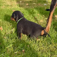 Green, a male Doberman Pinscher for sale in Cheney, WA – 3 of 9